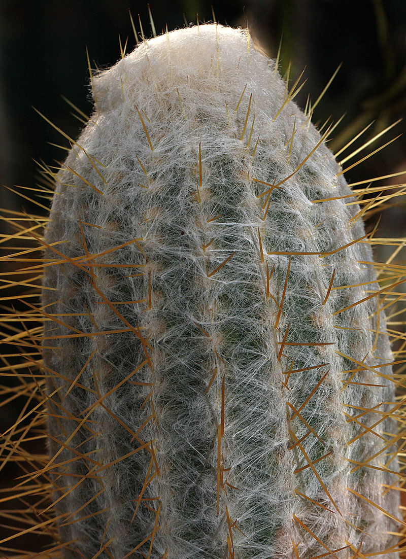 Oreocereus celsianus